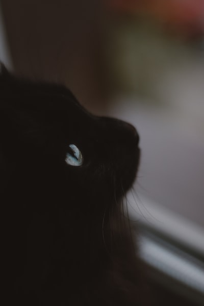 黑猫在看照相机